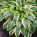 Hosta 'Carolina Sunshine'